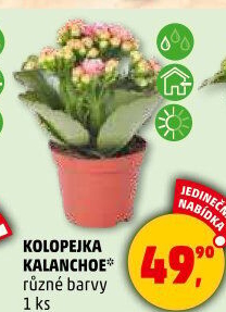 Kalanchoe - Kolopejka