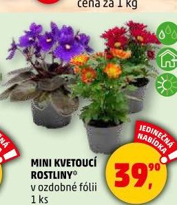 Mix kvetoucích rostlin