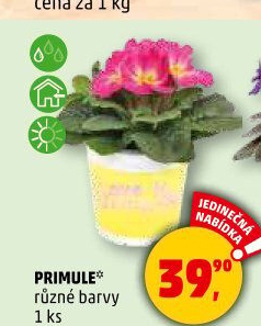 Primule - Petrklíč - Prvosenka