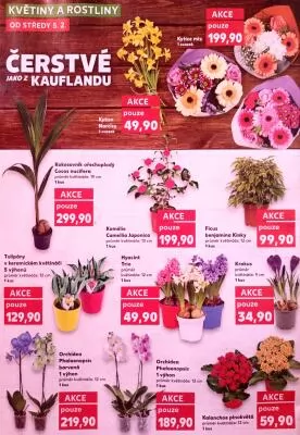 akční leták Kaufland 5.2.2025-11.2.2025