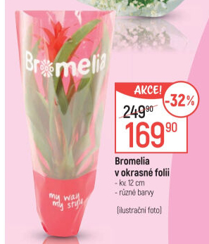 Bromelia