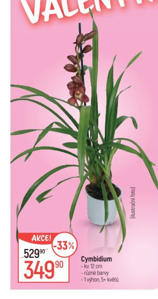 Cymbidium