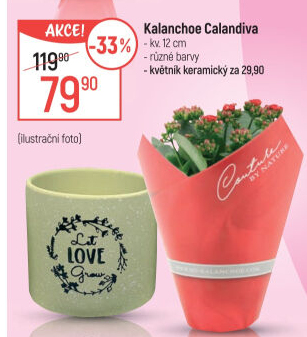 Kalanchoe - Kolopejka