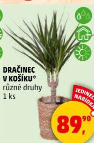 Dračinec
