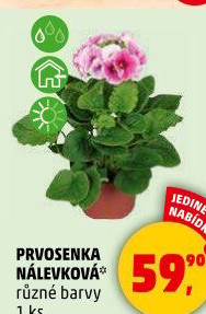 Primule - Petrklíč - Prvosenka