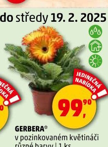 Gerbera