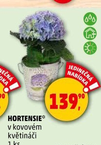 Hortenzie - Hydrangea