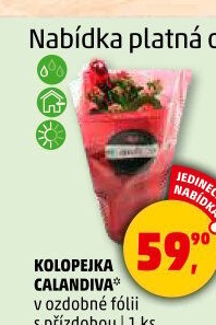 Kalanchoe - Kolopejka