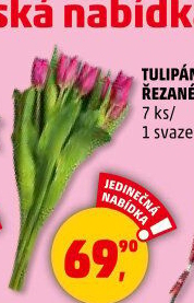 Řezané tulipány