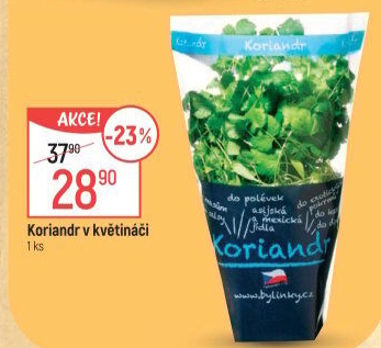 Bylinky v květináči Bylinky s.r.o.