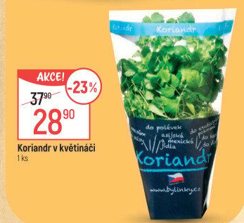 Bylinky v květináči Bylinky s.r.o.