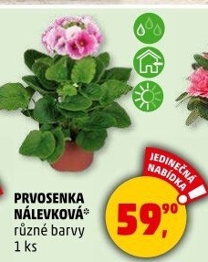 Primule - Petrklíč - Prvosenka