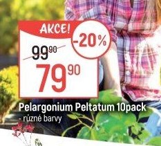 Pelargonium Peltatum 10pack