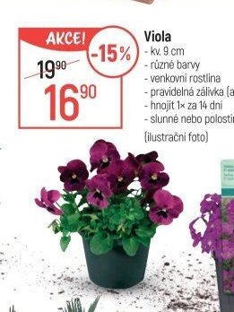 Viola