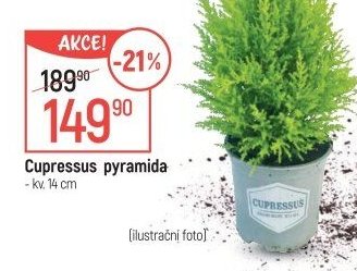 Cupressus pyramida