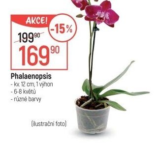 Phalaenopsis
