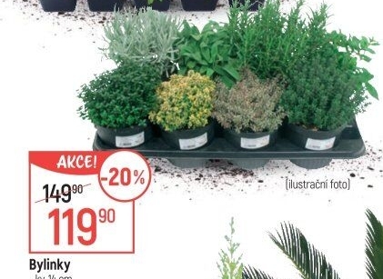 Bylinky v květináči