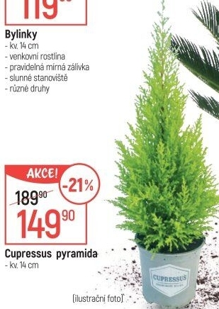Cupressus - Cypřiš