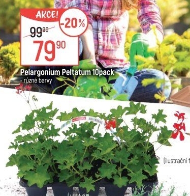 Muškáty / Pelargonie