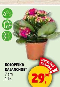 Kalanchoe - Kolopejka