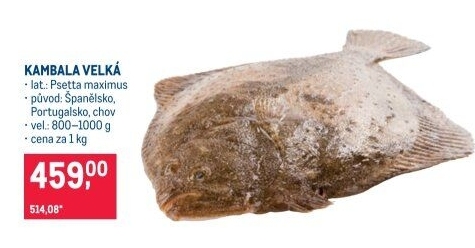 Kambala velká