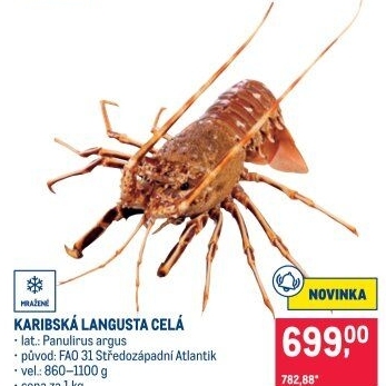 Langusta karibská mražená