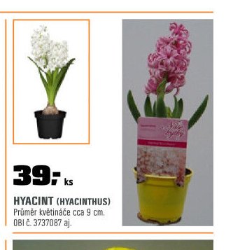 HYACINT (HYACINTHUS)