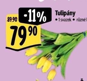 Řezané tulipány