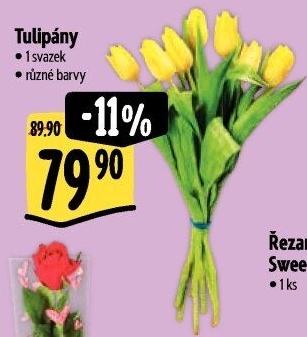 Řezané tulipány