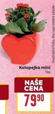 Kalanchoe - Kolopejka