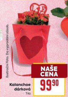 Kalanchoe - Kolopejka