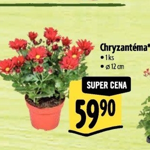 Chrysanthemum - Chryzantéma