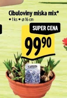 Cibulky květin - cibuloviny