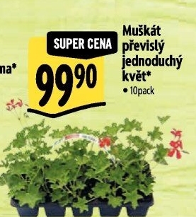 Muškáty / Pelargonie