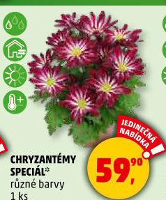 Chrysanthemum - Chryzantéma