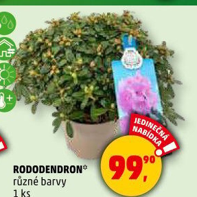 Rododendron - Pěnišník - Azalea