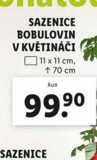 SAZENICE BOBULOVIN V KVĚTINÁČI