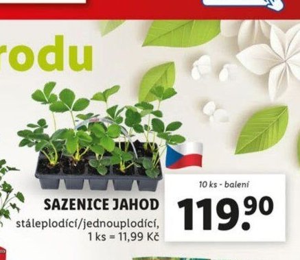 SAZENICE JAHOD