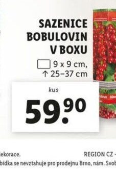 SAZENICE BOBULOVIN V BOXU