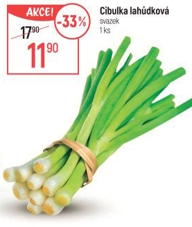 Jarní cibule svazek