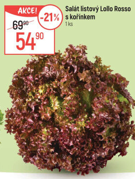 Salát lollo rosso