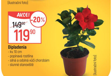 Dipladenie – Mandevila – Mandevilla sundaville