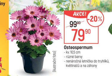 Paprskovka - Kapská kopretina - Osteospermum