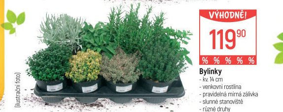 Bylinky v květináči