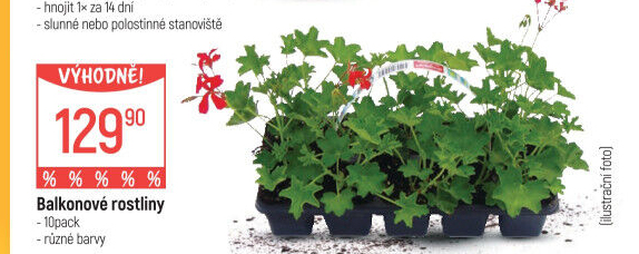 Muškáty / Pelargonie