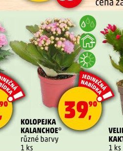 KOLOPEJKA KALANCHOE