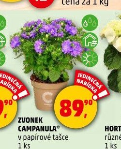 ZVONEK CAMPANULA