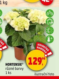 HORTENSIE