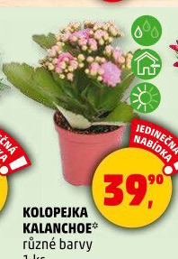 Kalanchoe - Kolopejka