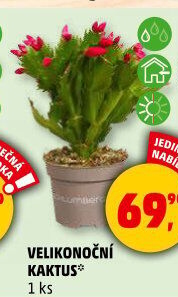 Velikonoční kaktus - Rhipsalidopsis